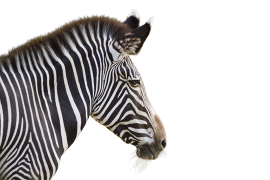 zebra on transparent background