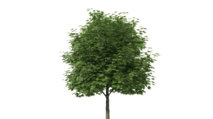 A vibrant, full deciduous tree with lush green leaves and a visible trunk, isolated against a solid background, ready for use. background removed