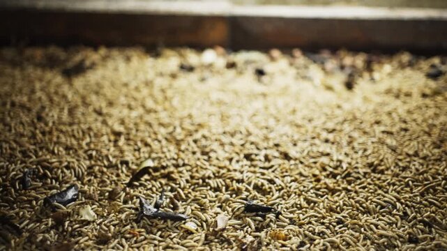Black Soldier Fly Larvae (Maggot) Farming