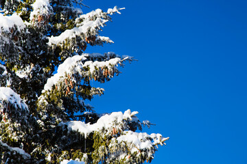 Winter holiday background with snowy pine tree branch, cones, blue sky, copy space