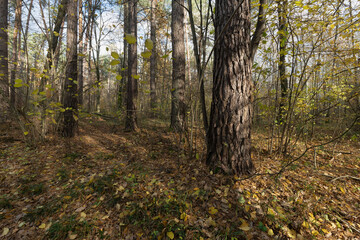 Autumn Forest Floor with Sunlight and Fallen Leaves
