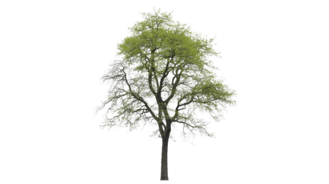 A vibrant deciduous tree with emerging green leaves and some bare branches, isolated on a solid dark transparent background, perfect for design. background removed