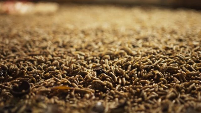 Black Soldier Fly Larvae (Maggot) Farming