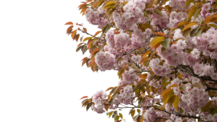 Lush pink cherry blossoms with autumn-toned leaves bloom against a solid transparent background, perfect for spring designs or transparent overlays. background removed