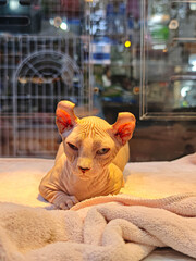 A Sphynx cat sits in a pet shop.
