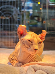 A Sphynx cat sits in a pet shop.