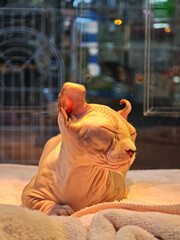 A Sphynx cat sits in a pet shop.