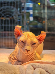 A Sphynx cat sits in a pet shop.