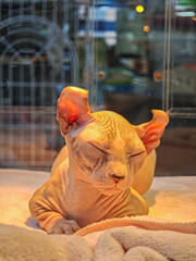 A Sphynx cat sits in a pet shop.