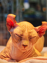 A Sphynx cat sits in a pet shop.