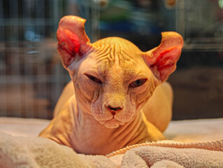 A Sphynx cat sits in a pet shop.