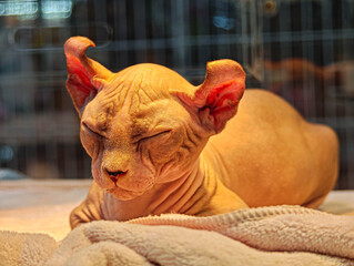 A Sphynx cat sits in a pet shop.