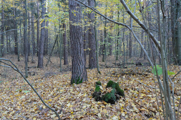 A quiet autumn forest with golden leaves and a mossy tree stump