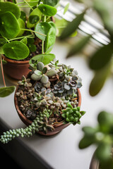 Mini succulents garden. Home green plants. Watering and growing succulents.	
