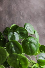 Pilea peperomioides. Home green plants in pots. Watering and growing herbaceous flowers.