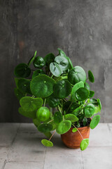 Pilea peperomioides. Home green plants in pots. Watering and growing herbaceous flowers.