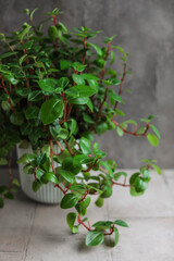 Peperomiya tetraphylla. 