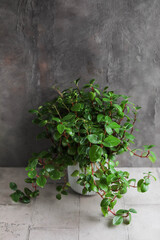 Peperomiya tetraphylla. 