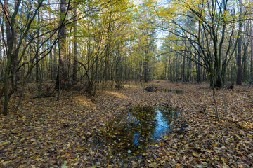 An autumn forest path with a puddle and fallen 