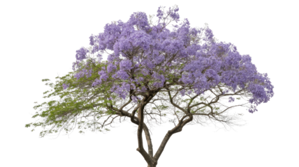 A beautiful jacaranda tree with lush purple blossoms and some green foliage stands vibrantly against a plain transparent background. background removed