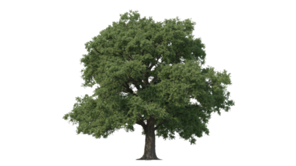 A large, robust, green-leafed tree with a sturdy trunk stands isolated against a clean background, perfect for design use. background removed