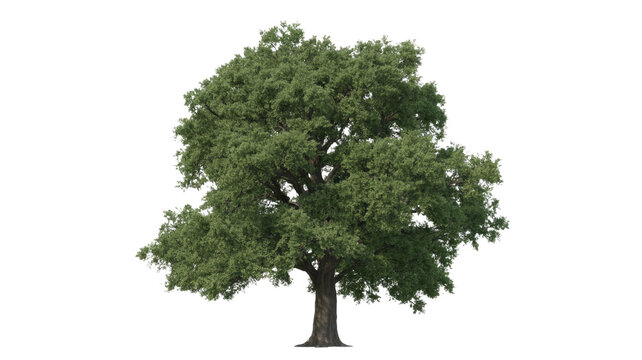 A large, robust, green-leafed tree with a sturdy trunk stands isolated against a clean background, perfect for design use. background removed