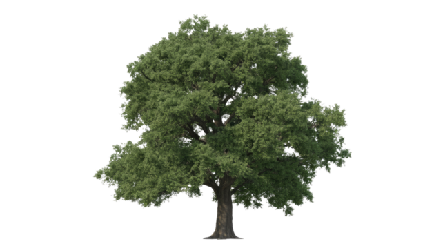 A large, robust, green-leafed tree with a sturdy trunk stands isolated against a clean background, perfect for design use. background removed