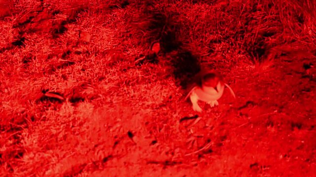 little penguin, Eudyptula minor, smallest species of penguin native to, Australia and New Zealand, living in colony along the coastline of Tasmania at Stanley illuminated by dim red light.