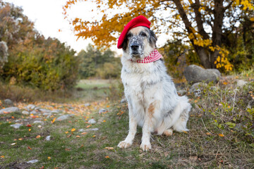 Big dog in bright red beret in autumn park