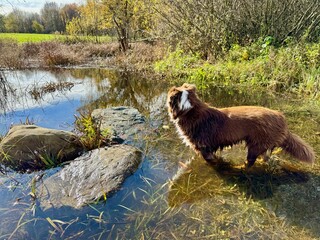Border Collie Dog Standing in Shallow Pond Water in Autumn