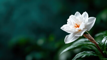 Naklejka premium A stunning white flower blooms gracefully against a deep green background, symbolizing purity, beauty, and the delicate balance of nature in a visually captivating composition.