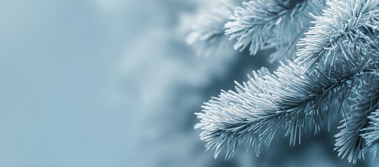 Frosted Pine Branch with Soft Blue Background