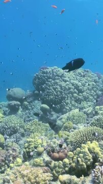 Colorful fish swim among bright corals in lively coral reef. Bubbles rise gently as underwater world comes alive. Sunlight dances on surface, illuminating rich colors of this underwater paradise.