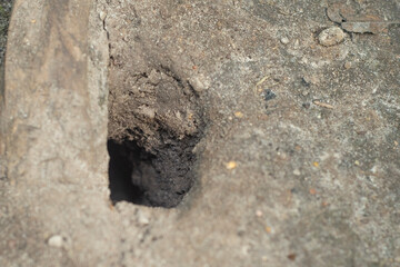 A hole in the ground. An empty burrow of a mole mouse.
