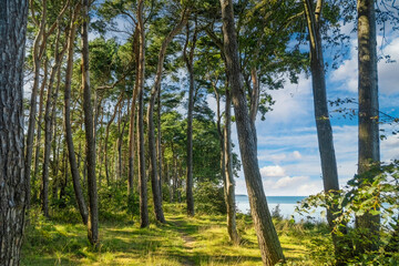 Tall trees in a forest on the seashore. A high, forested bank near the water. A view of the bay from behind the trees.