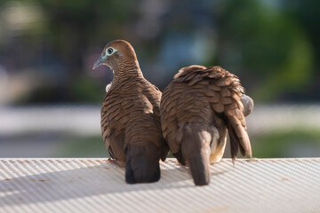 Pair of zebra doves resting closely together on a metal rail under warm sunlight. Peaceful wildlife moment symbolizing love, companionship, and tranquility in urban nature.

