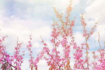 Branches with small pink flowers. Tree in spring. Eastern redbud during flowering.