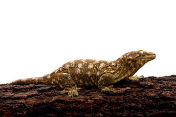 Leachianus Gecko (Rhacodactylus leachianus) is the largest living species of gecko and native to New Caledonia.