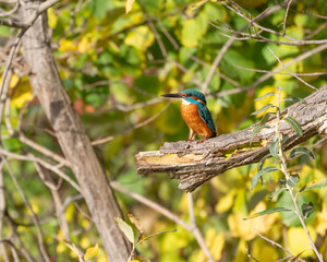 Kingfisher sitting on a branch in Autumn with great Details in Autumn. High quality photo