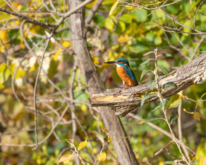 Kingfisher sitting on a branch in Autumn with great Details in Autumn. High quality photo