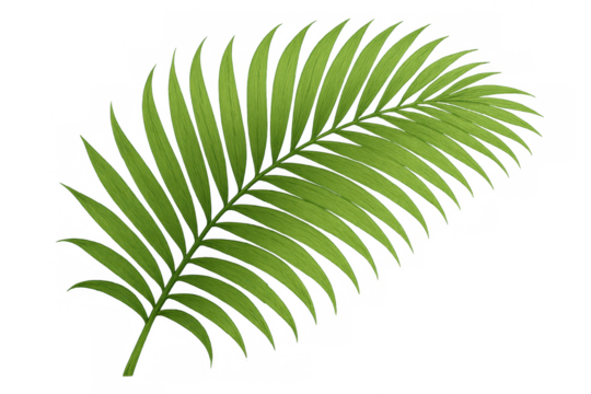 Palm leaf frond vector illustrating tropical nature and exotic summer botany, transparent background