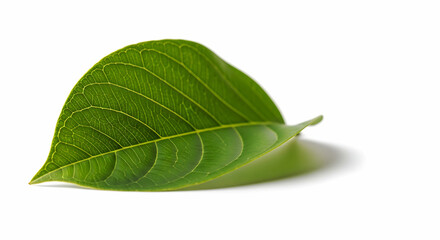 Macro Photograph of a Fresh Green Leaf on a White Background Capturing the Beauty of Nature and Organic Growth for Botanical and Environmental Themes