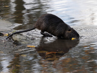 Little Coypu in Germany Duesseldorf invasive. High quality photo