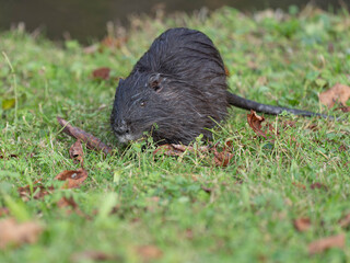 Little Coypu in Germany Duesseldorf invasive. High quality photo