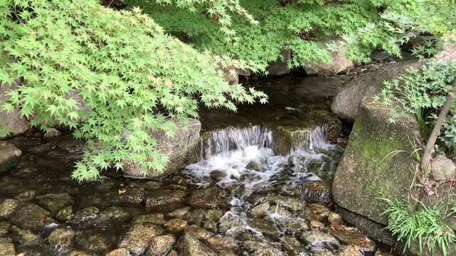 Serene Stream and Small Waterfall with Lush Green Maple Leaves in a Japanese Garden