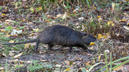 Little Coypu in Germany Duesseldorf invasive. High quality photo © Aleksandra