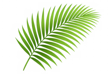 Green palm frond tropical plant element, creating a summer vacation holiday and nature concept, transparent background image