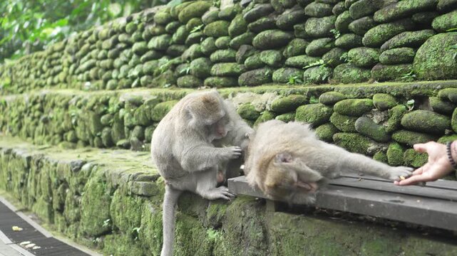 Balinese long tailed macaque monkey pick eat lice ticks parasite and being fed by zookeeper in sacred sanctuary jungle