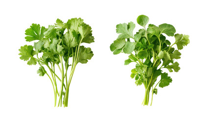 Two bunches of fresh cilantro herb isolated on transparent background