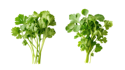 Two bunches of fresh cilantro herb isolated on transparent background